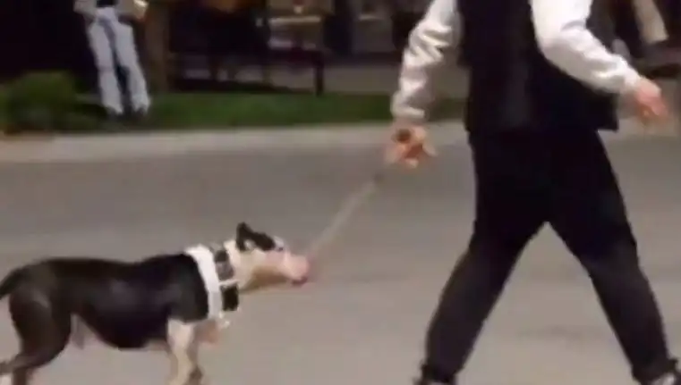 Ağızlıksız Pitbull, Sokakta Korku Saçtı: Sahibine Para Cezası Geliyor!