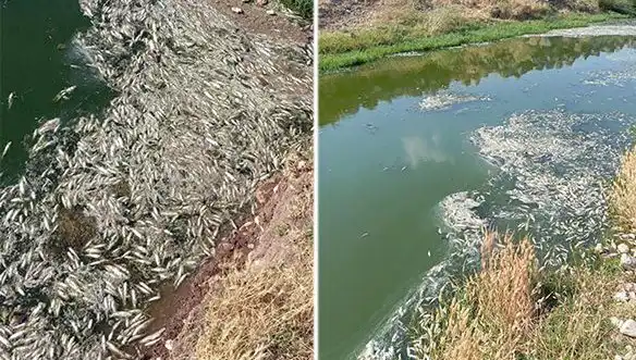 Karasu Çayı’nda Gizemli Balık Ölümleri: Nedenleri ve Sonuçları Araştırılıyor