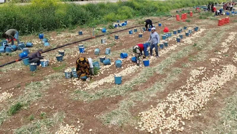 Soğan Hasadı Başladı, Market Raflarına Uygun Fiyatlar Geliyor!