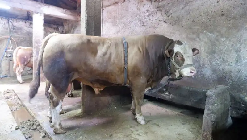 1 Ton 200 Kilo Ağırlığında O Ürün Satışa Çıktı!