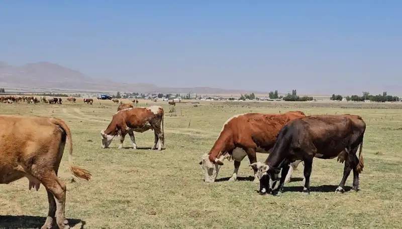 Arin Gölü'ndeki Kuruma Krizi: Su Sıkıntısı Kapıda mı?