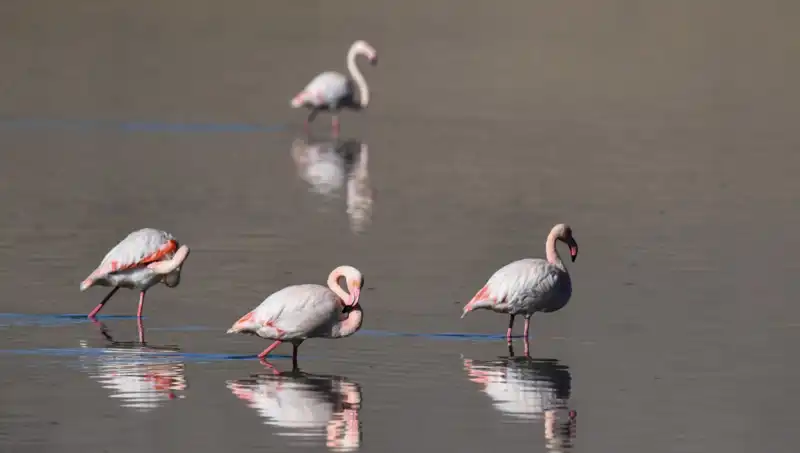 Flamingoların Yaşam Ortamı Tehdit Altında: Kuraklık Kuş Cennetini Vurdu