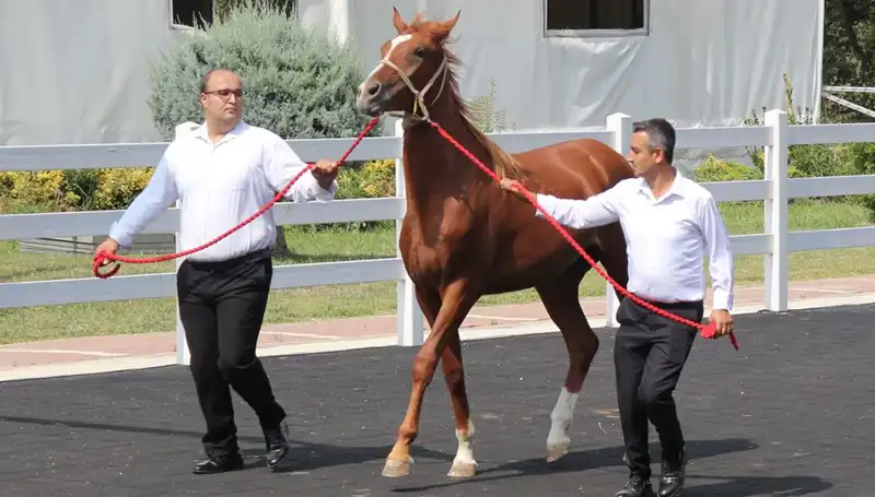 Taşkın Kral Rekoru Elde Etti: Doğanın Gücüyle Anlaşılır Bir Fenomen