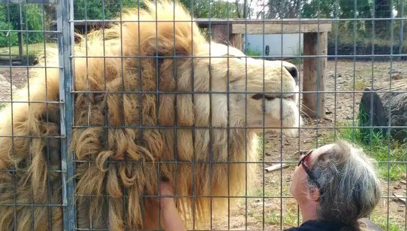 Avustralya'da Destanı Yazan Aslan Saldırısı: Kadının Kolunu Kafes İçi Dehşeti Sırasında Kaptı