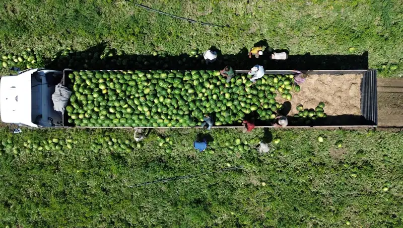 Bafra Ovası'nda Beklenen 94 Bin 500 Ton Karpuz Rekoltesi Tarımda Heyecan Yarattı