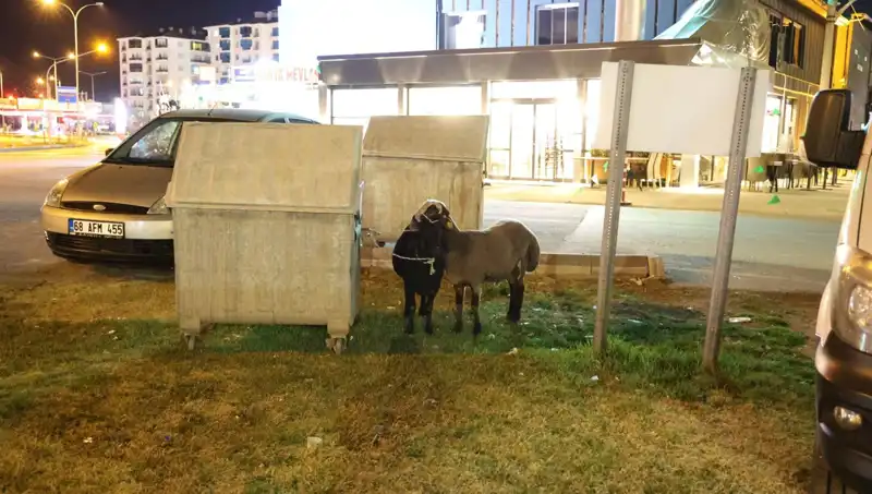 Mor Karaman Koyunları, Yolda Terk Edildi: Hayvanseverleri Üzen Manzara