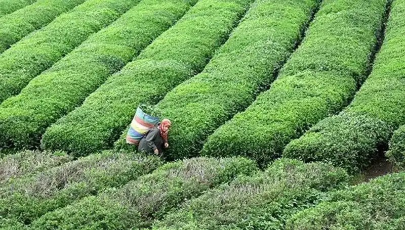 ÇAYKUR, Bayramda da Yaş Çay Alımına Devam Ediyor: Çiftçilere Destek Var!