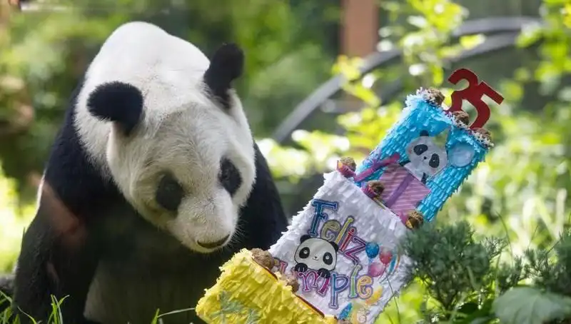 Dev Panda Xin Xin, 35. Yaşında Doğum Gününü Kutladı