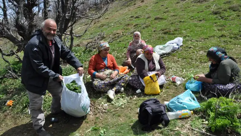 Aylarca Süren Emeğin Sonucu: Yürüyerek Topluyorlar, Kilosu 250 Lira!