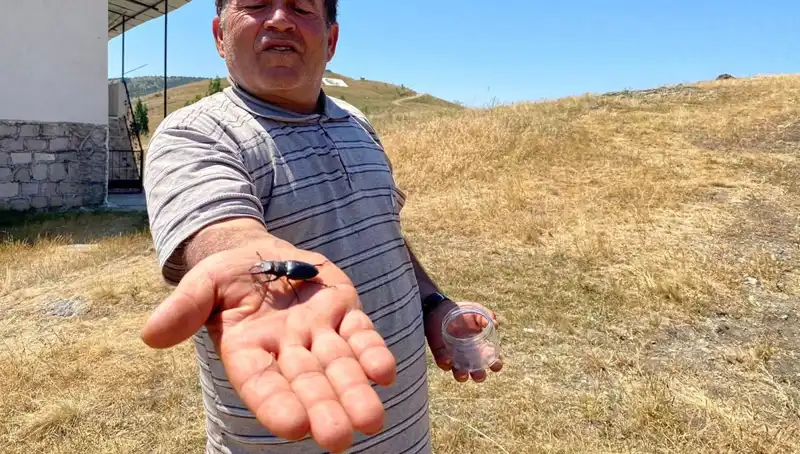 Sivas'ta Fırtına Gibi Esti: Bu Böceği Öldürmenin Cezası 557 Bin TL!