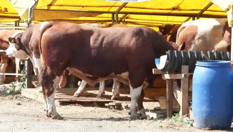Kurban Pazarlarında Hareketlilik Başladı: Alıcılar ve Satıcılar Ne Bekliyor?