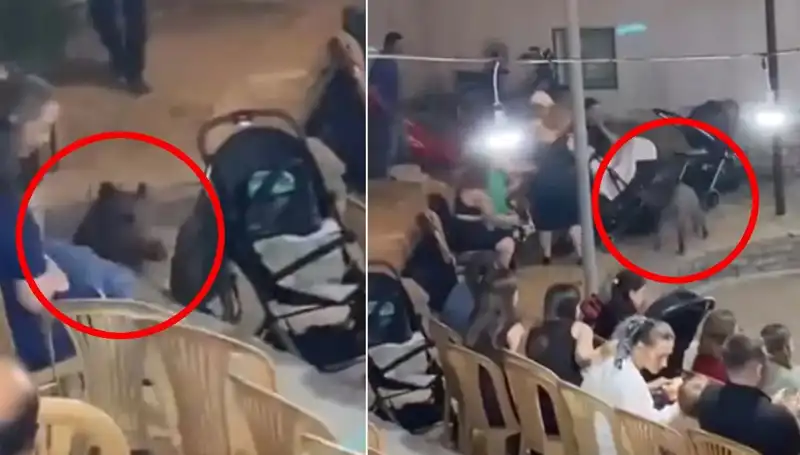 Yaban Domuzunun Düğün Baskını: Misafirler Arasında Paniğe Neden Oldu