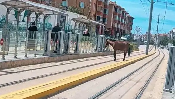 Eskişehir Tramvay Raylarında Başına Buyruk Gezen At: Şaşkınlık Yaratan Manzara