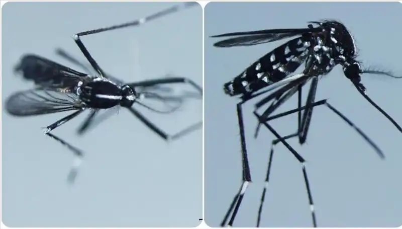 Chikungunya Virüsü: Belirtileri ve Yaygın Görüldüğü Ülkeler Hakkında Bilmeniz Gerekenler