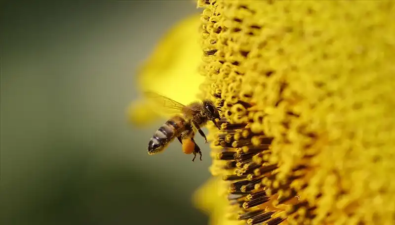Kır Çiçeklerindeki Zehir Arı Ölümlerinin Gizemini Ortaya Çıkardı