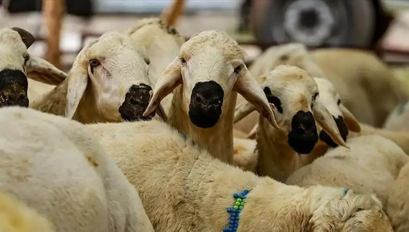 2025 Kurban Bayramı’nda Kurban Kesimi: Farz Mı, Daha Fazlası Var Mı?