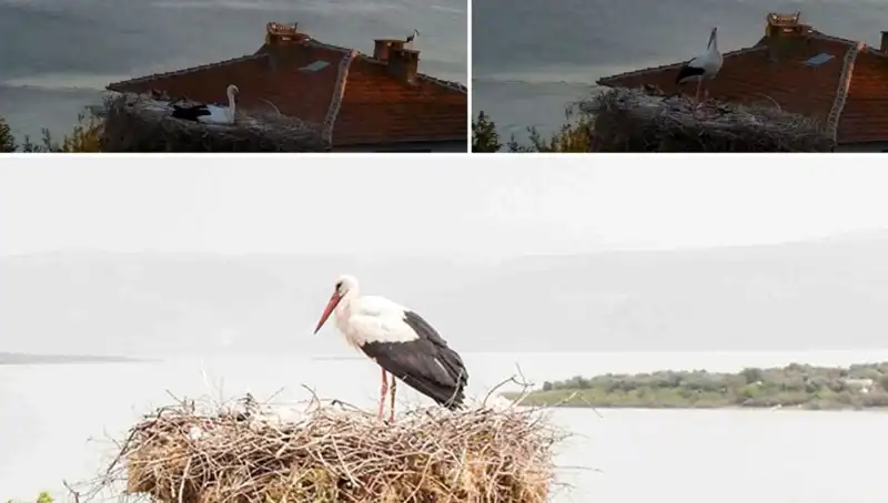 Leylek Yaren, Depremin Gelmesini Nasıl Önceden Hissetti?