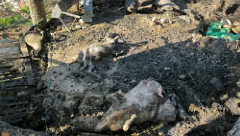 Ağaçlık Alanda Çıkan Yangın 11 Hayvana Mal Olurken, Hayvanseverler Tedirgin