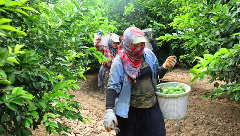Marketlerde Patates Fiyatları Düştü mü? Yeni Hasat Etkisiyle Değişim Başladı