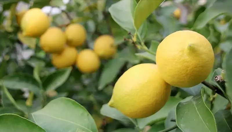 Limonun Fiyatı Uçtu: Adet Başına 24 Lira Oldu!