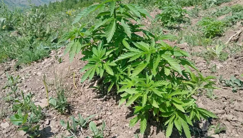 Bingöl'de Kenevir ve Kaçak Tütün Operasyonu: Olumsuz Gelişmeler