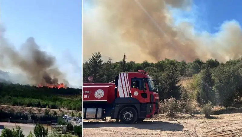 Gebze'de Korkutan Orman Yangını: Doğa ve Hayvanlar Tehlikede
