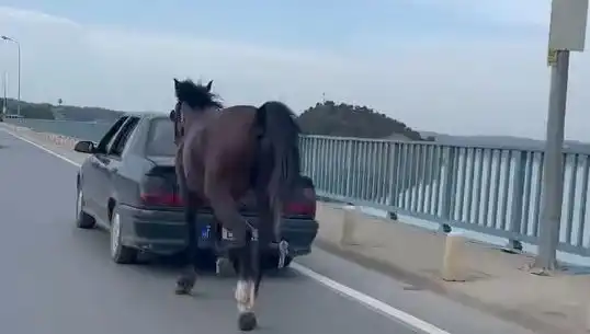 Adana'da Hayvanseverleri Şok Eden Ata Eziyet Olayında Tutuklama